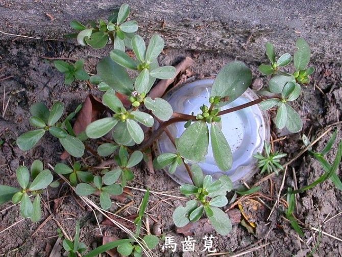 图片[41]-时不时想想-人生最有感觉的还是80后的童年-万荀网