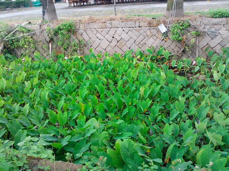 120104