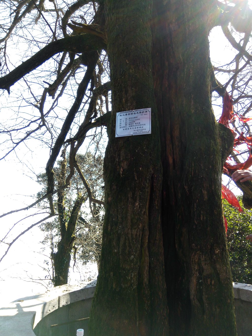 图片[14]-新年伊始-登山减脂，大雾深山行之【浮丘圣地】-万荀网