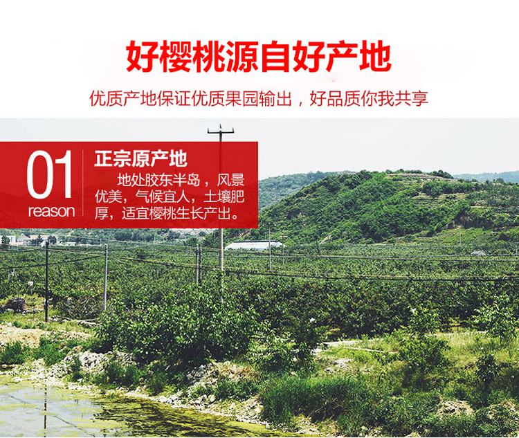 图片[3]-山东大樱桃新鲜水果，5斤装顺丰空运包邮只要168元-万荀网