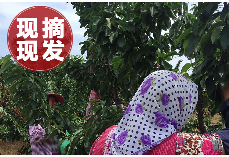图片[9]-山东大樱桃新鲜水果，5斤装顺丰空运包邮只要168元-万荀网