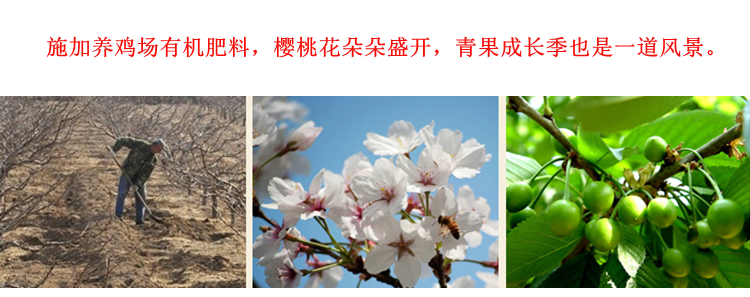图片[12]-山东大樱桃新鲜水果，5斤装顺丰空运包邮只要168元-万荀网
