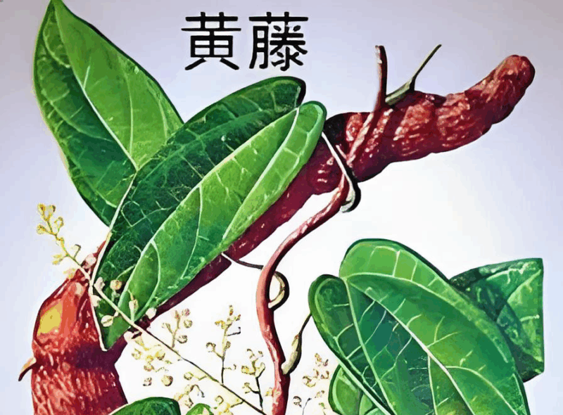 黄藤素-万荀网