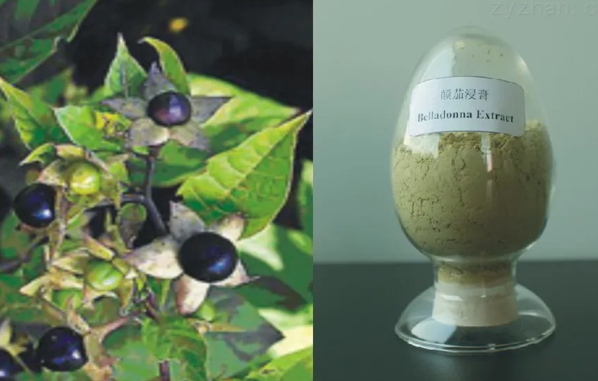图片[1]-颠茄浸膏-万荀网