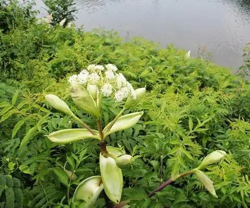 白芷-万荀网