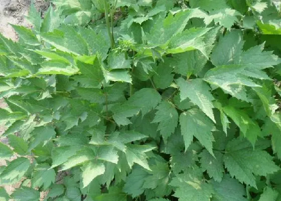 升麻-万荀网