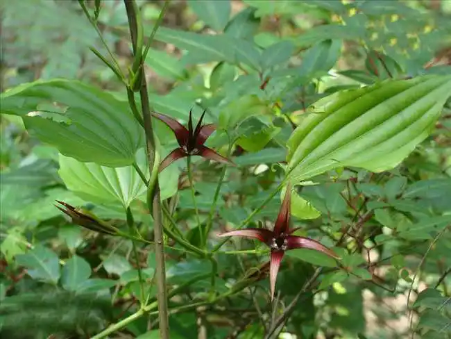 百部-万荀网