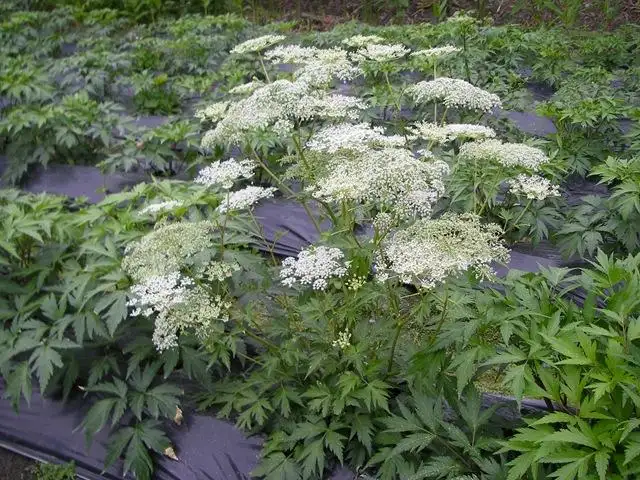 当归-万荀网