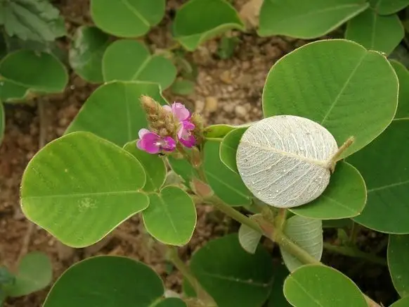 广金钱草-万荀网