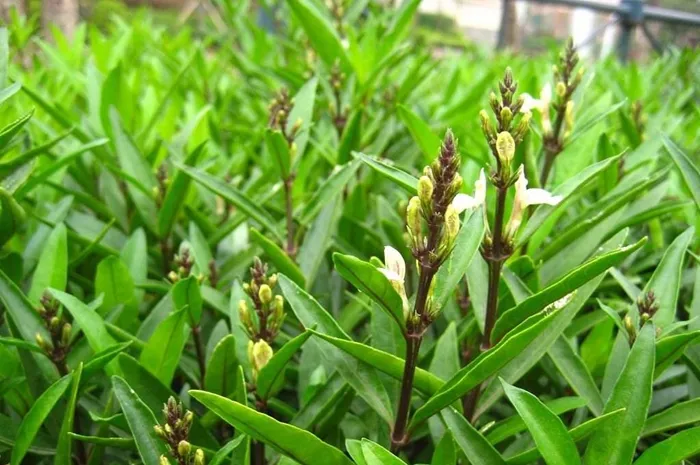 小驳骨-万荀网