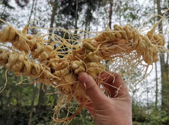 竹节参-万荀网