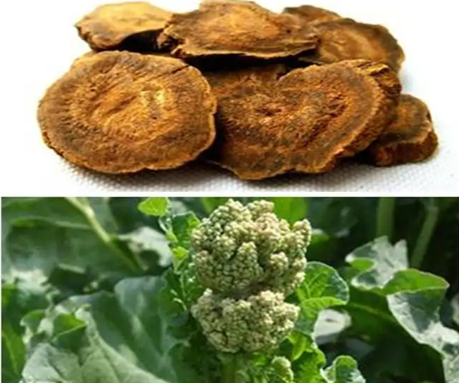 图片[1]-大黄浸膏-万荀网