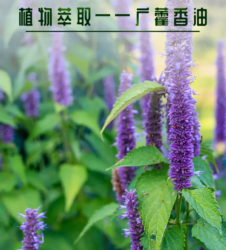 图片[1]-广藿香油-万荀网
