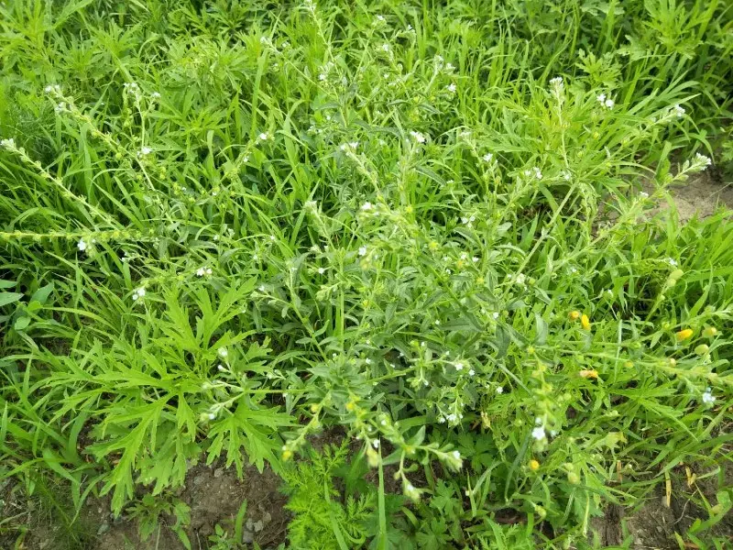 鹤虱-万荀网