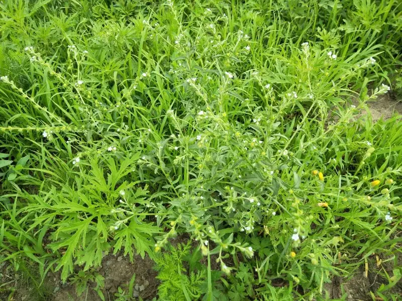 图片[1]-鹤虱-万荀网