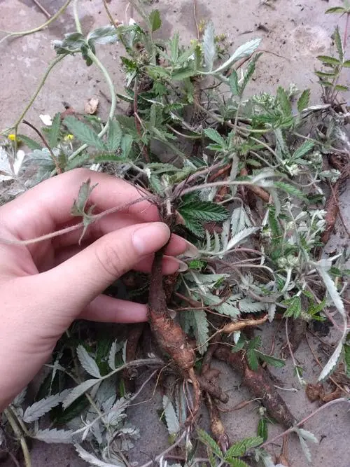 图片[1]-翻白草-万荀网