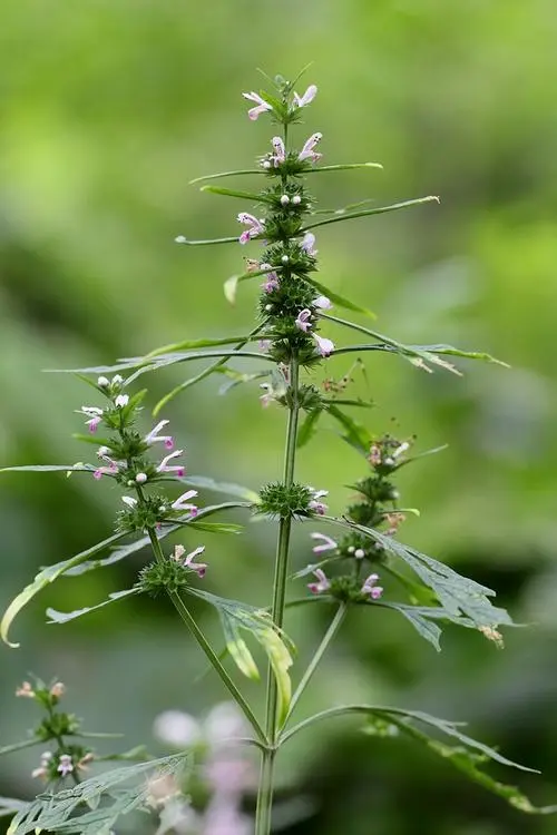 图片[1]-益母草-万荀网