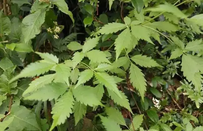 牡荆叶-万荀网