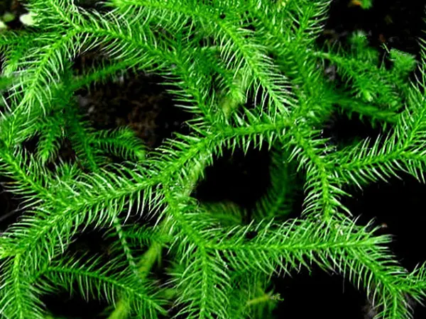伸筋草-万荀网