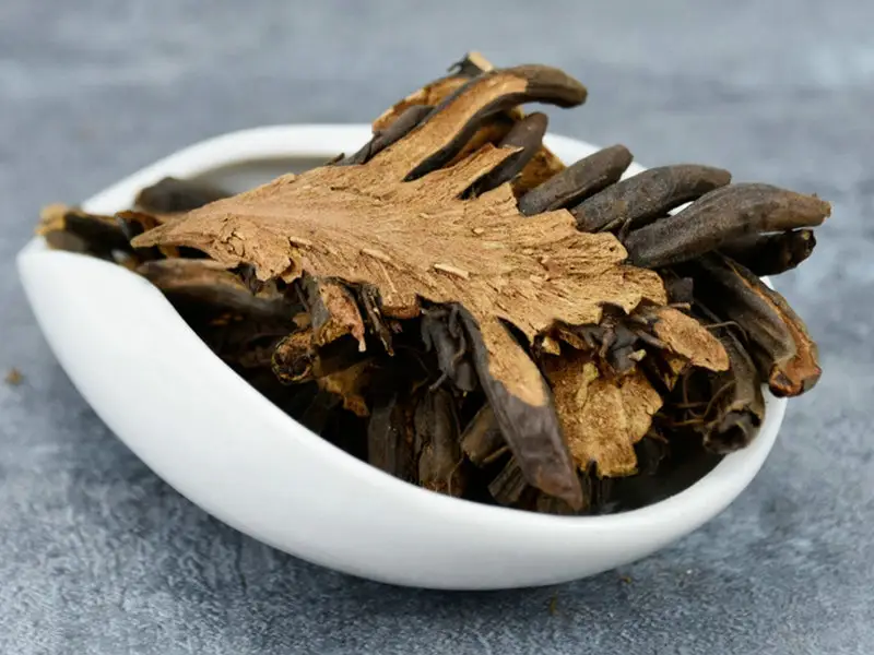 图片[1]-绵马贯众-万荀网