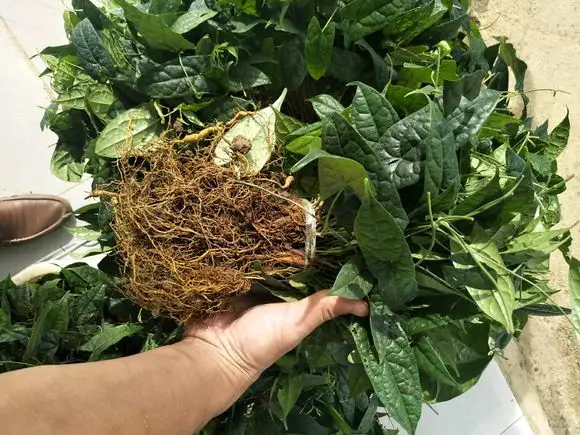 金果榄-万荀网